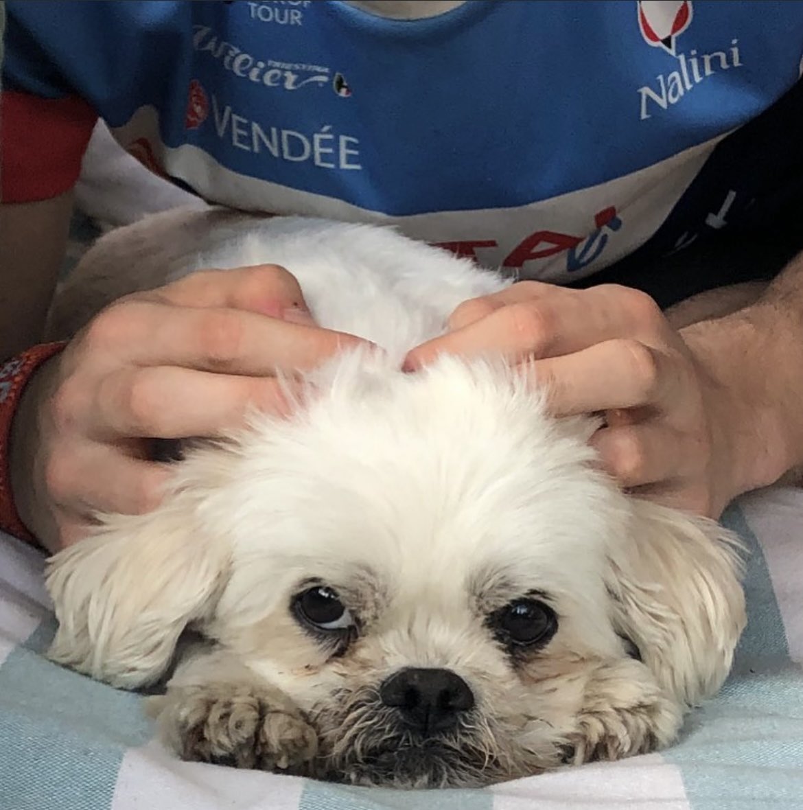 Onze Bobbie is niet meer. Wat een verdriet. 🖤