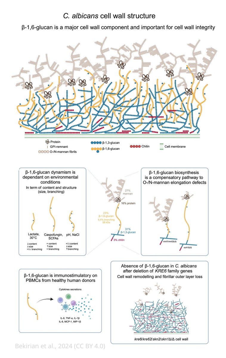 Investigating the importance of beta1,6 glucan in the fungal cell wall. elifesciences.org/reviewed-prepr…