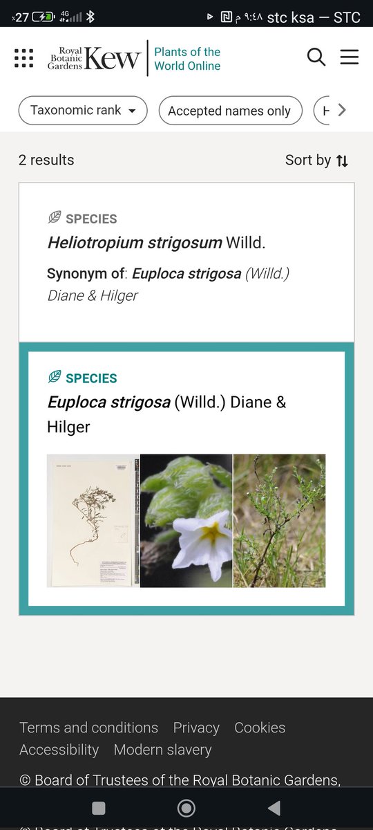 shmbss's tweet photo. Heliotropium strigosum=Euploca strigosa https://t.co/ieKgxx0Wmd