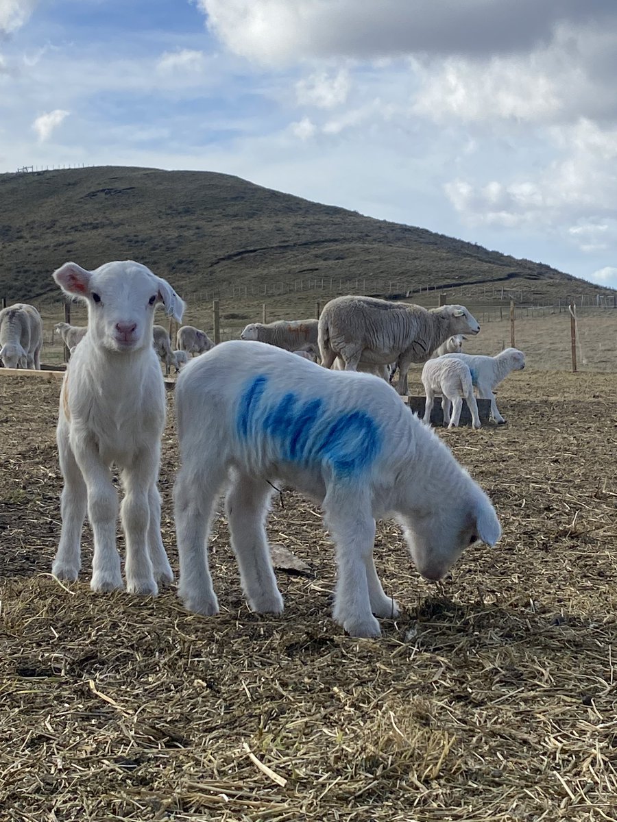 prado_r1's tweet photo. Proyecto de Plantel San Isidro con INIA y CORFO “Sistema de 3 pariciones en 2 años con ovinos de pelo” Tierra del Fuego, Chile. https://t.co/2dq7w8mBeF