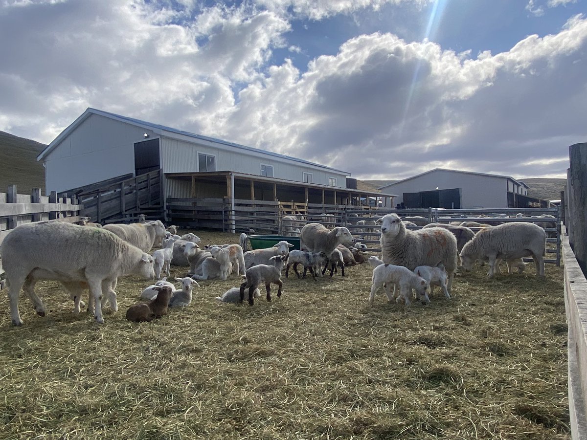 prado_r1's tweet photo. Proyecto de Plantel San Isidro con INIA y CORFO “Sistema de 3 pariciones en 2 años con ovinos de pelo” Tierra del Fuego, Chile. https://t.co/2dq7w8mBeF