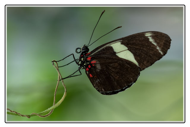 photos_dsmith's tweet photo. The #doris #Longwing #butterfly is a #beautiful #insect and this #individual was happy resting on a small bit of a forest plant. It is quite common in the #americas. #insectphotography #wildlifephotography #macrophotography. Shot using @SigmaImagingUK #macro @Sigma_Photo #insects https://t.co/JePfG1MnlG