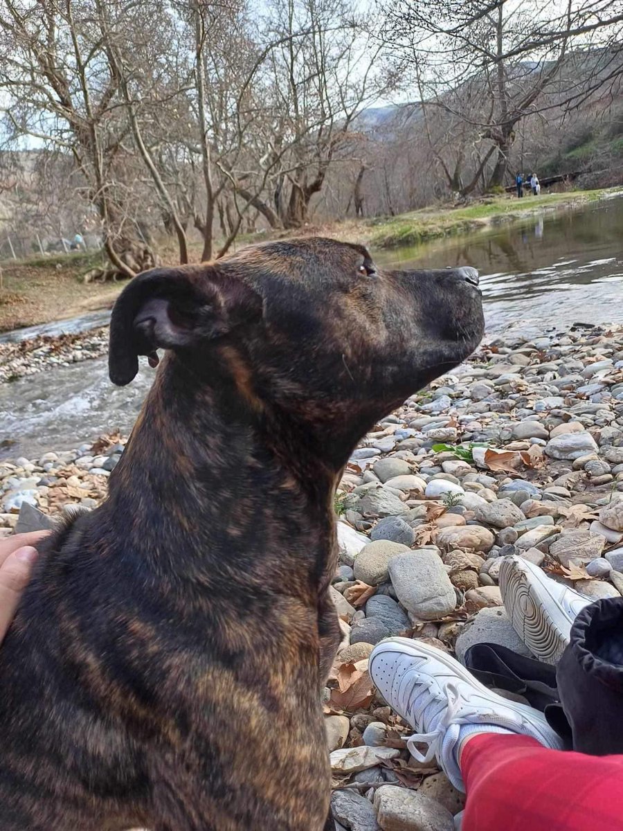 Tara the sweet small staffie mix girl is still looking for a home 

🩵🩵🩵Tara🩵🩵🩵

Tara is a sweet small staffie mix who is approximately 2 years old. Weighing in at just 12 kg. She is good with cats, dogs, puppies and humans. She is a real lovebug and adores human cuddles.