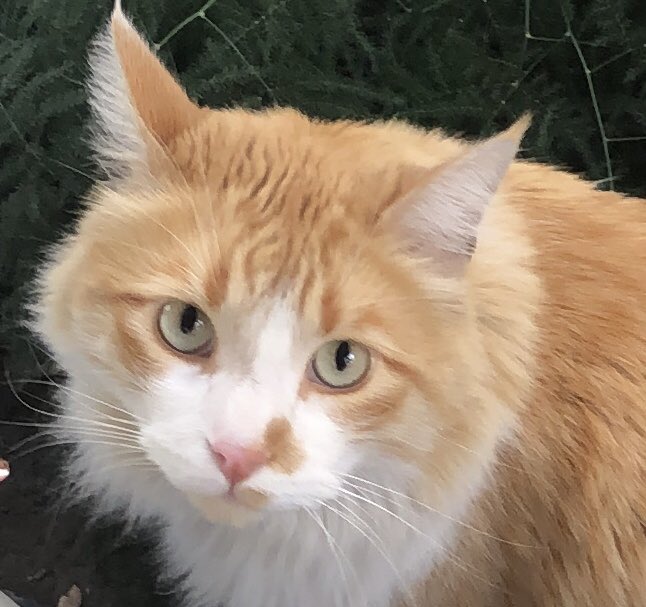 Benito cumple tres años 🥳🎉🎊😺