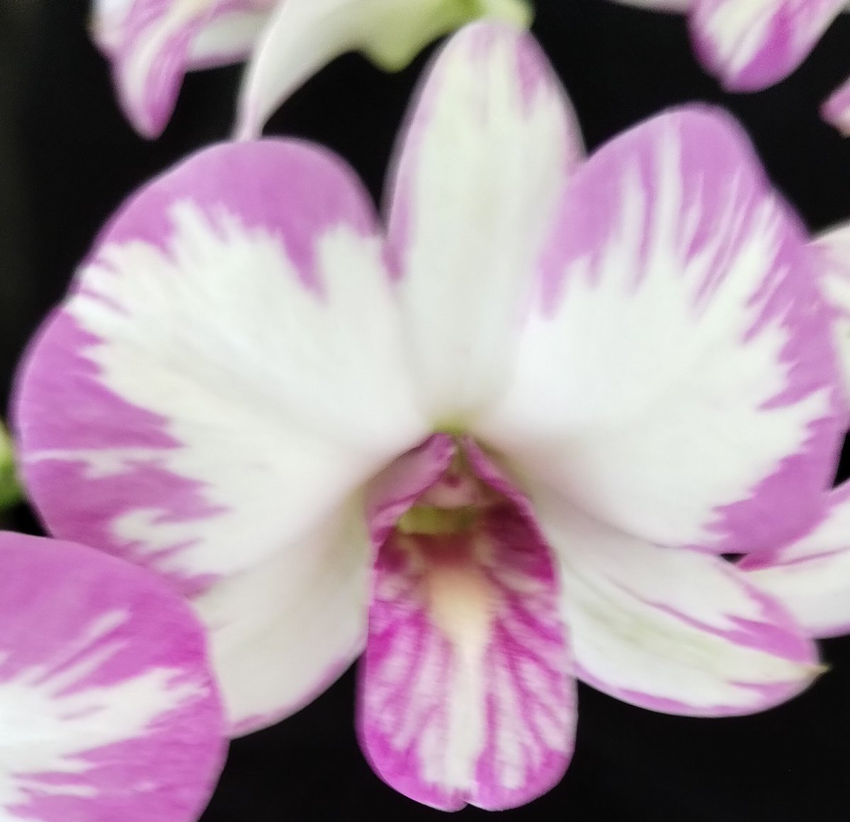 PetrovichBilly's tweet photo. #Dendrobium Enobi Purple 'Splash' bringing on the #RootPorn If I didn't see it,I'd never believe it #Orchids https://t.co/sB88LjaXvf