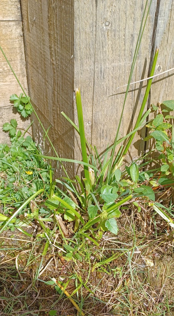 Ralphs_Ian's tweet photo. @BSBIbotany @wildflower_hour Ribbed Melilot, Pepper-saxifrage and  Pale Galingale, the later both grazed and in a tank trap #DoubleJeopardy Both VC11 and VC12 this week. #Wildflowehour https://t.co/qPDsYtRdX5