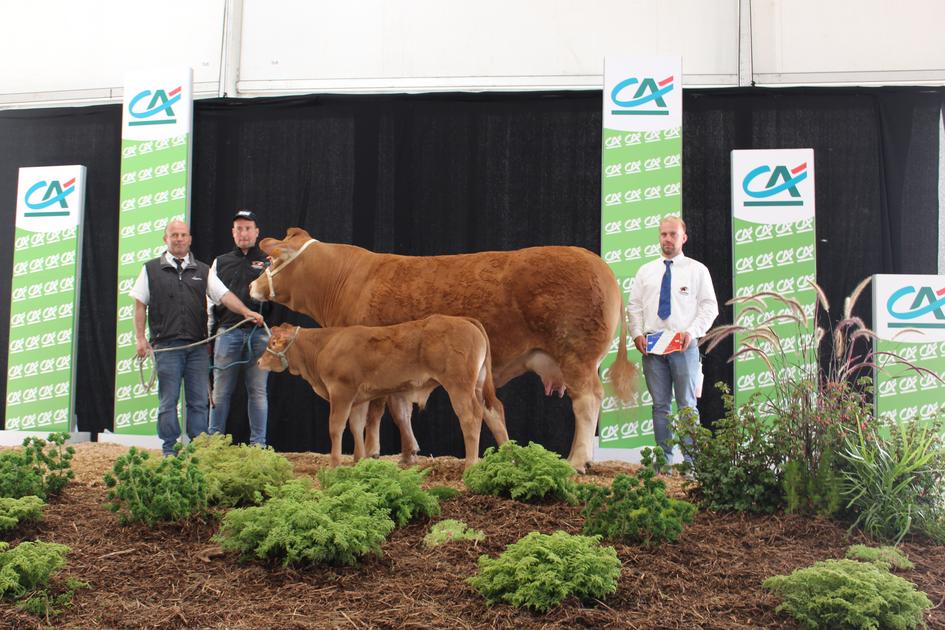 Concours national limousin : une réussite au cœur du berceau dlvr.it/TDGdck