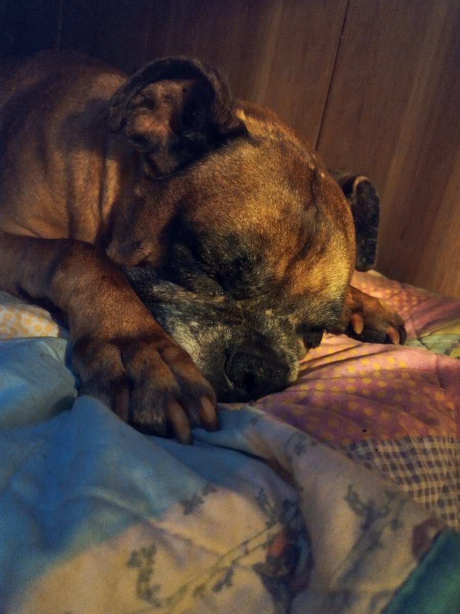 Beataodbokserow's tweet image. Dobranoc, pchły na noc... 😴🌙💫🐾
#Rotan #piesonkologiczny