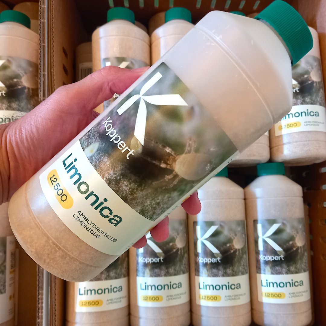 KOPPERT_ES's tweet photo. Nueva partida de #Limonica recién llegada a nuestro almacén. No tenemos palabras para agradecer la excelente acogida de este #ácaro depredador muy eficaz frente al #trips #Parvispinus. 
Más info en: https://t.co/h3XVBI8lw2
#Koppert #biocontrol https://t.co/cG4HGeA1TT