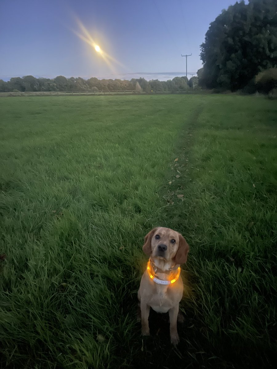 prestonmissc's tweet image. Tha’s ne’er alone wi’ a full moon an’ a good dog

#YorkshireNights #drawingin #fullmoon #doglife #NorthYorkshire