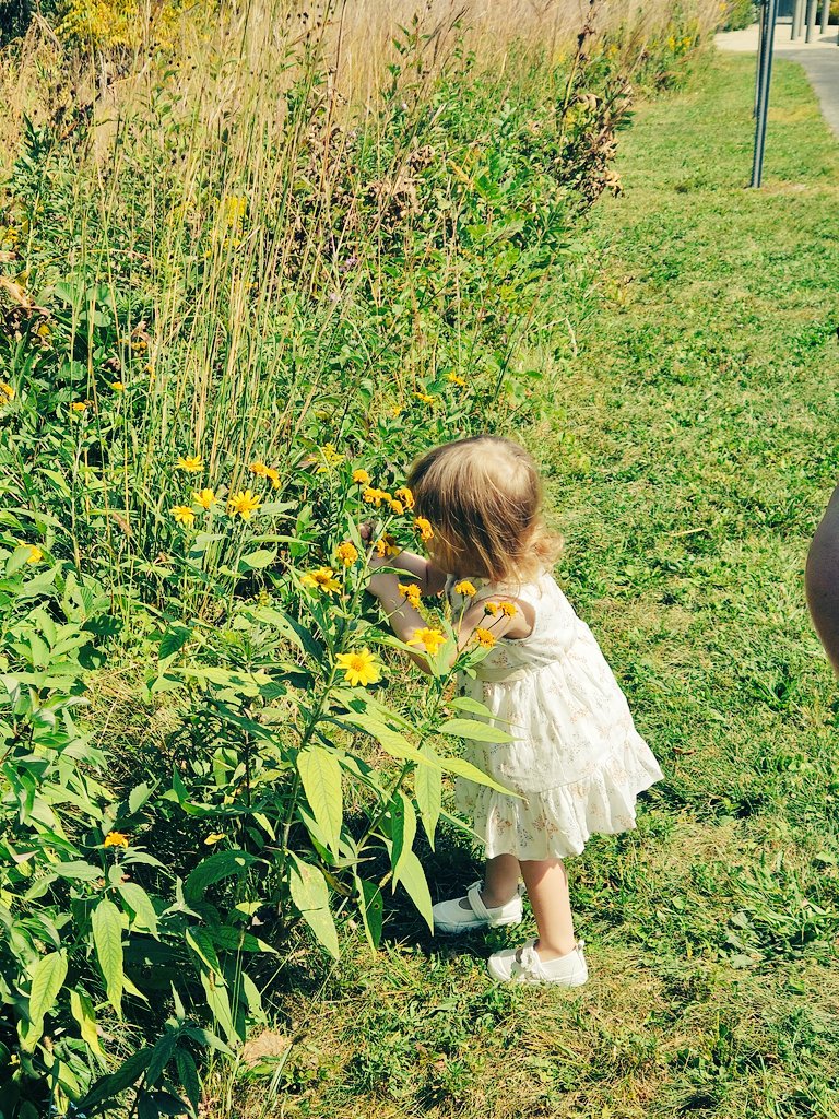 Meli_d81's tweet photo. Did a little photo shoot with Alaya today. She had to stop and smell the flowers and then wouldn't leave until she picked one. 🌼❤️ I can't believe she'll be 2 next weekend. 😃 https://t.co/ci5TzkB83f