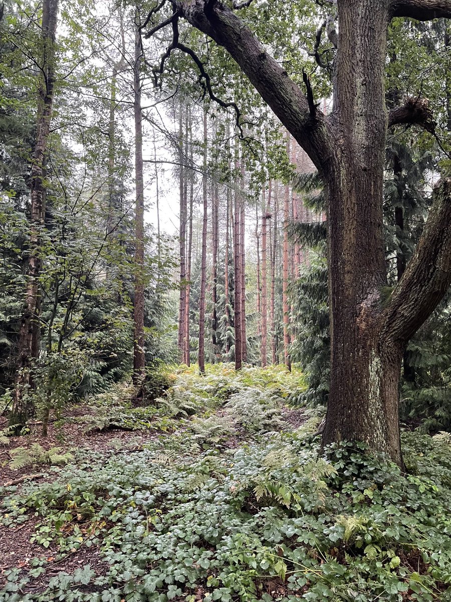 Steven Tones tweet media