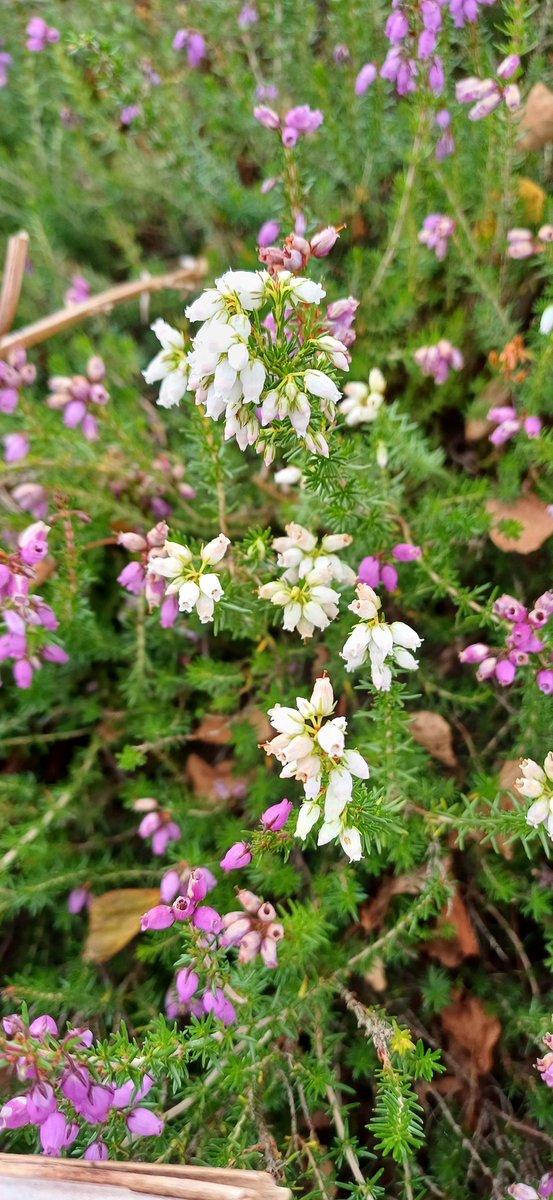 Clare Andrews tweet media