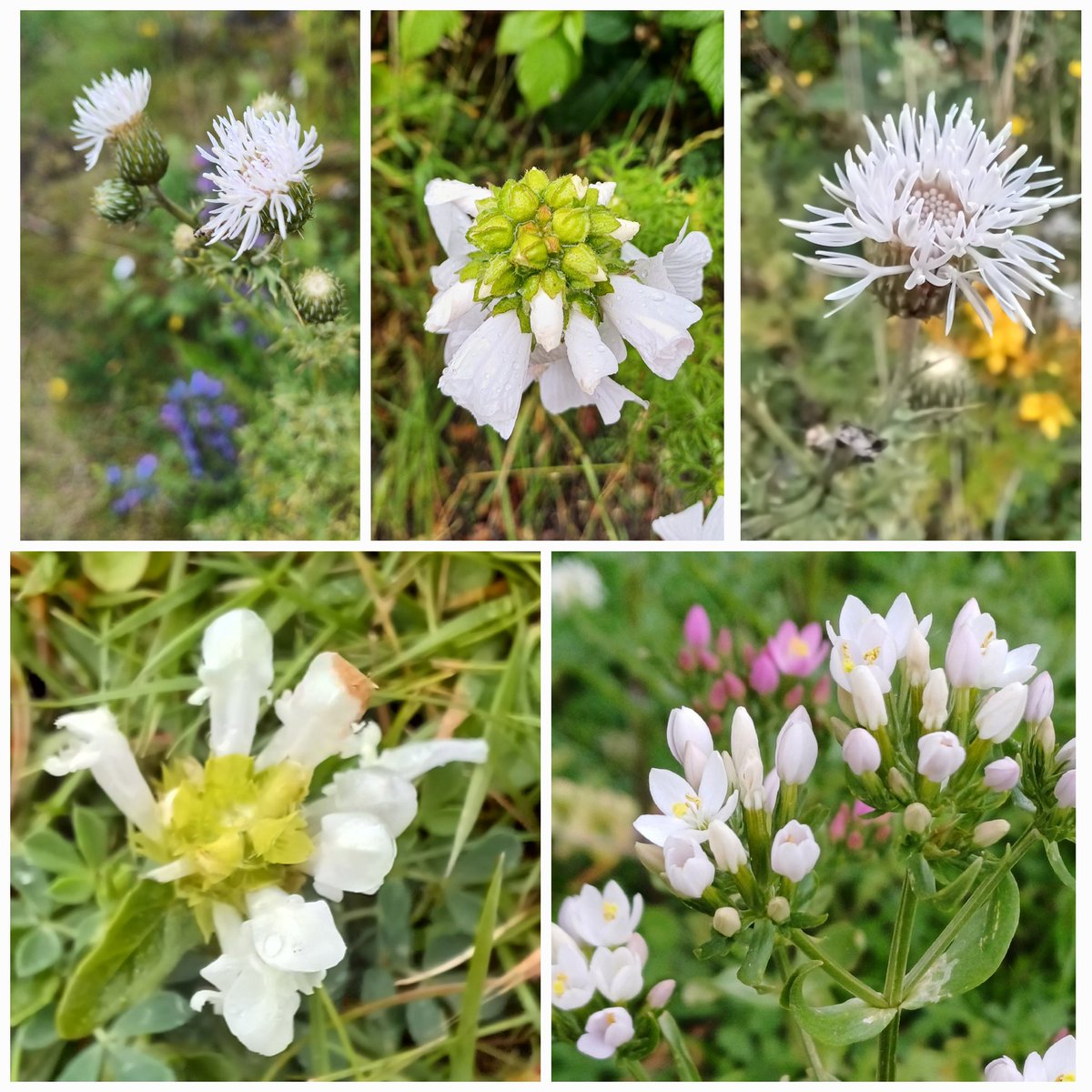 Clare Andrews tweet media