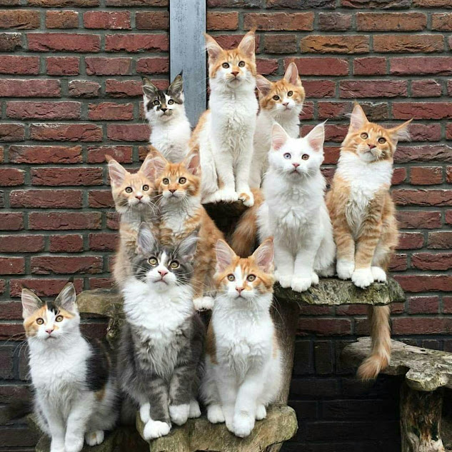walkingcatio's tweet photo. 🐈 In every tear, there’s a story of a soul waiting for love. 

🐱 Let’s wipe away their tears with kindness and care. 🐾💔

#WalkingCat🐈 $WKCT https://t.co/5TOhQ9zyjE
