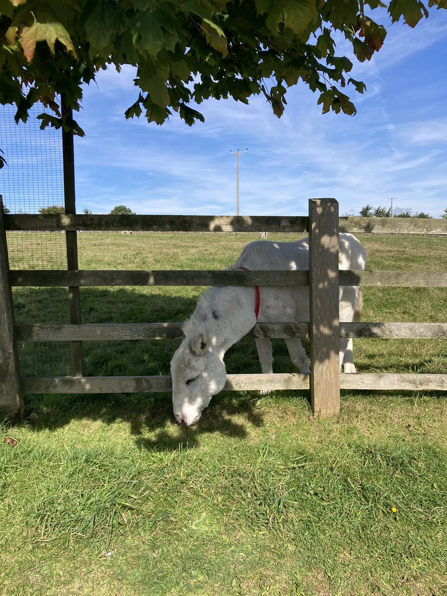 CDoyleMarketing's tweet image. Tourist in my own county this weekend 🌊💙💚 @DonkeySanctuary @SeatonTramway #Devonisheaven #bornandbred