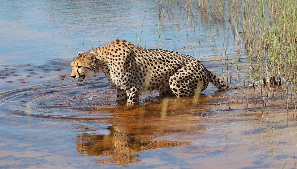 Cheetahs are the most absorbent of all the big cats. #animalfacts #nature #BigCats #CatsofTwittter #Cheetah