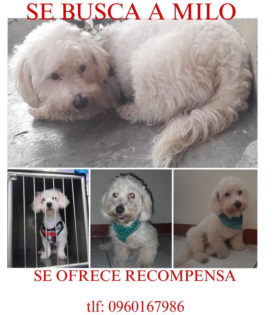 AlertaMePerdi's tweet photo. #PERDIDO #GUAYAQUIL
Nombre: #MILO
Fecha: 14/05/24
Sector: Sur, 20ava. y Gómez Rendón
Sexo: Macho
Raza: Maltés
Obsv.: Estaba con pechera como de Smocking con lazo, es sordo.
Contacto: 0960167986
SE OFRECE RECOMPENSA
¡Ayúdalo a volver con sus tutores!
#AlertaMePerdí https://t.co/Qc1n0ncXAx