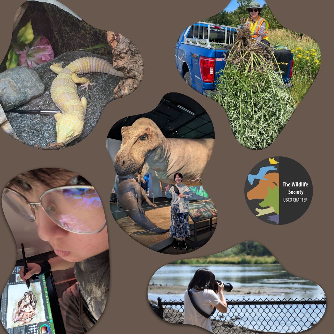 Next up on the executive team roster is Lily Liang, a general executive member!

Learn more about Lily on our Instagram: instagram.com/p/C_8xKG6yRu0/…

Stay safe and stay wild! 🐊🐝🪺

#thewildlifesociety #ubc #ubco #ubcokanagan #wildlife #suo