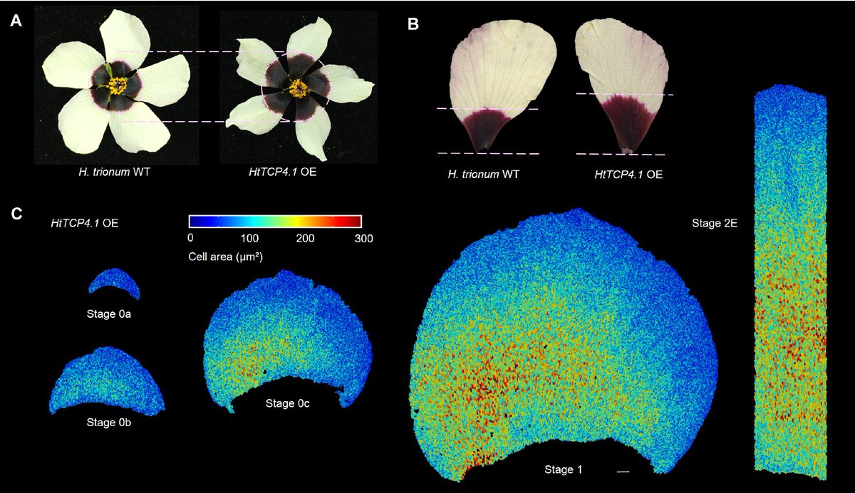 Science Magazine (@sciencemagazine) on Twitter photo Buff-tailed bumblebees favor hibiscus species with bigger bullseye petal patterns, new <a href="/ScienceAdvances/">Science Advances</a> research finds. scim.ag/8kT Buff-tailed bumblebees favor hibiscus species with bigger bullseye petal patterns, new <a href="/ScienceAdvances/">Science Advances</a> research finds. scim.ag/8kT