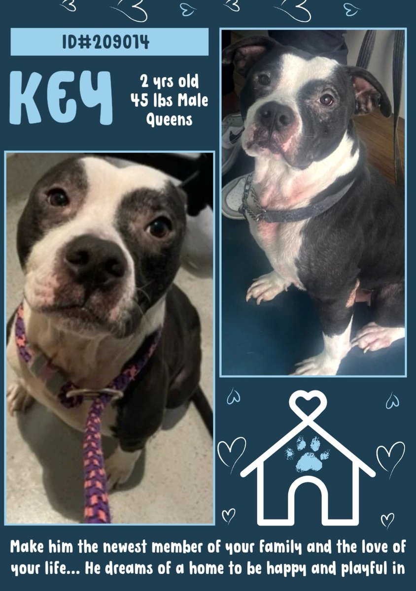 anja_brckner3's tweet image. Is this #NewIntake at #NYCACC #Queens the #Key to your #heart 💙🗝️? This poor #boy is #dreaming of loving #pawparents and  having a happy #dogs life 💙
Please #foster #adopt #pledge #rescue 🙏🏻
nycacc.app/#/browse/209014