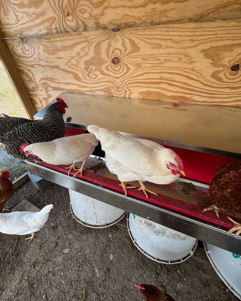 FemaleRancher's tweet photo. Checking in on the chickens and making sure they're getting the hang of the new nesting box. ๐๐ฅ Iโd say itโs a hit! Happy hens, happy eggs! Have you tried any new tricks in your coop lately? #ChickenCoopLife #HappyHens #FarmLife #RanchLife #NestingBoxSuccess #FarmVibes https://t.co/SQsMCfADU6