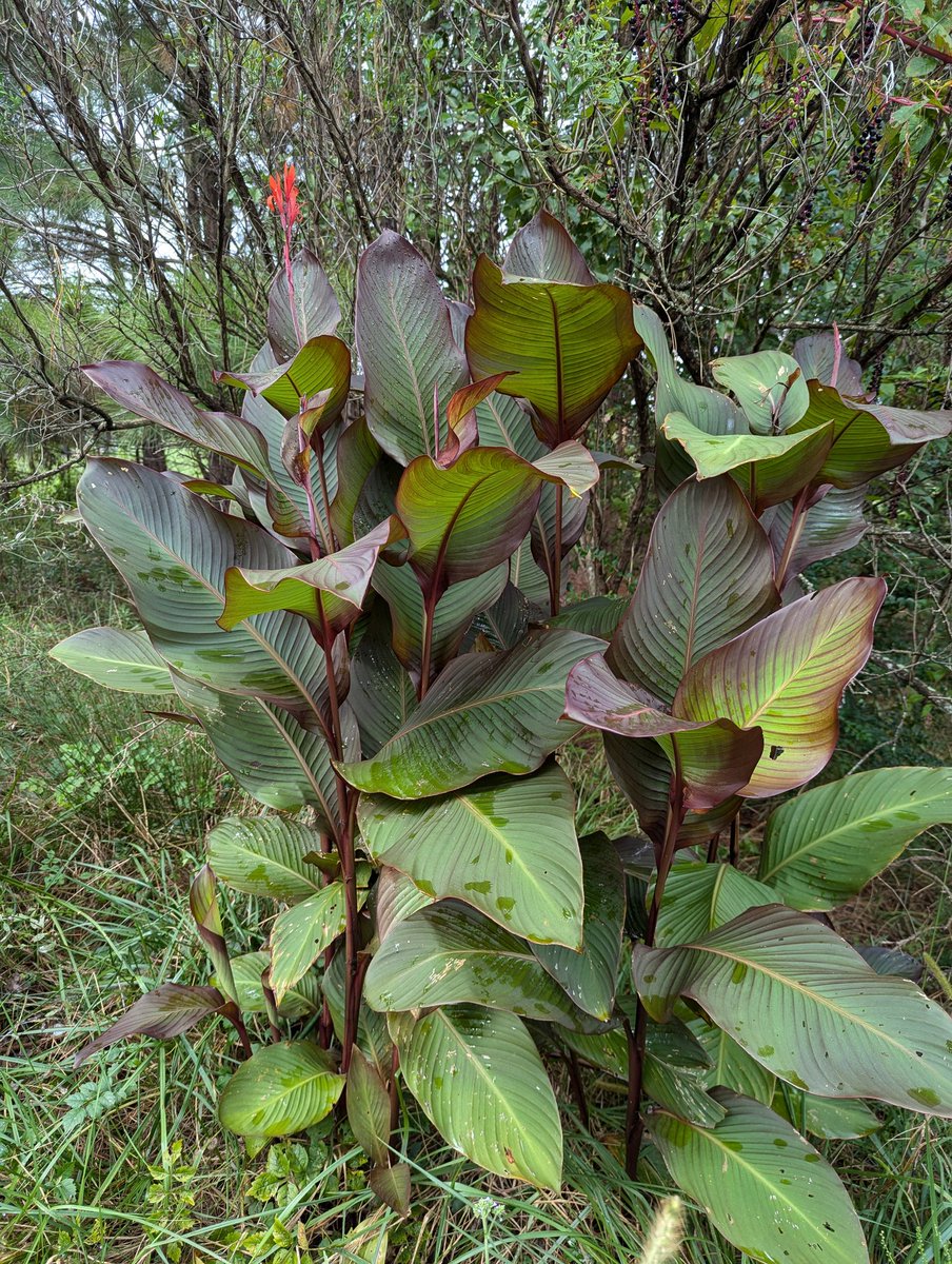 The Razzle to his Dazzle (@coppersprite) on Twitter photo Hey plant peeps! I found this plant on the new property, what is it? Hey plant peeps! I found this plant on the new property, what is it?