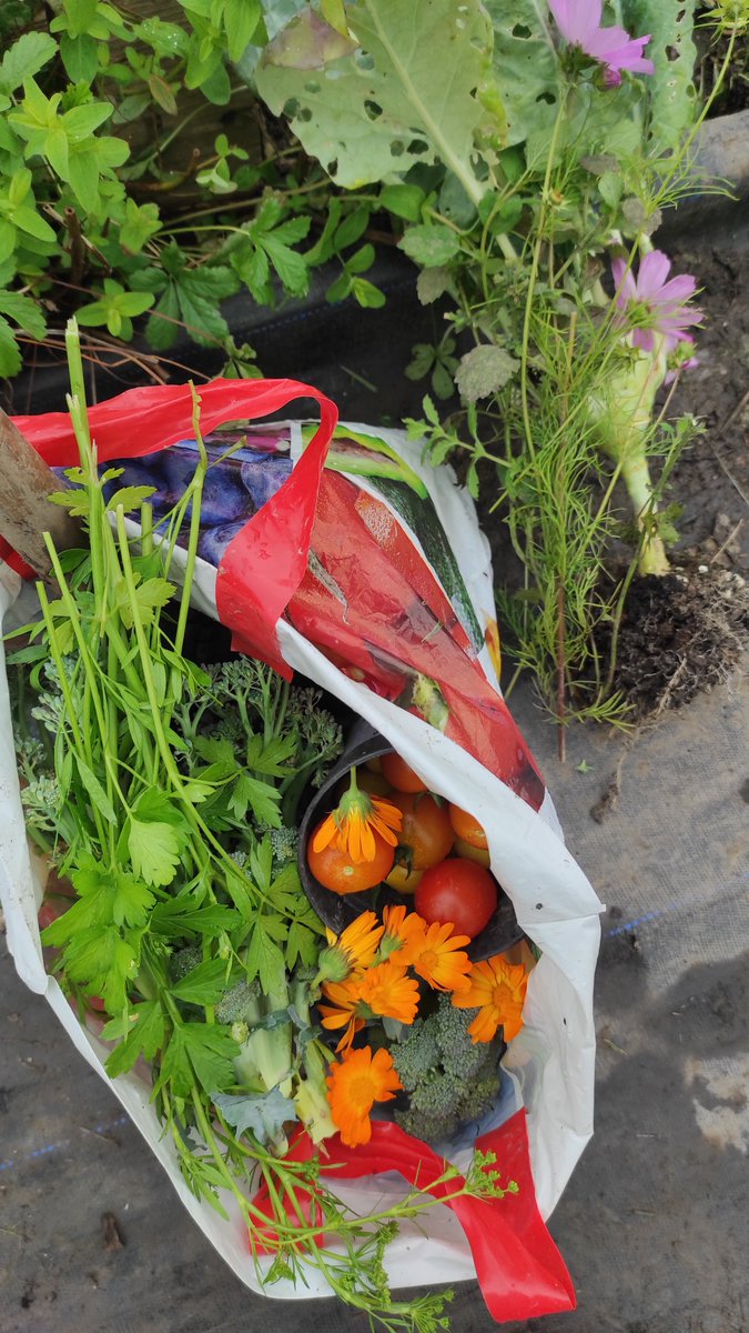 Tiny harvests today from my urban allotment in Inchicore. I always feel lucky to have an allotment and it's probably the only reason I can still live in a city 💚
<a href="/DCCParksBiodiv/">DCCParksBiodiversity</a>