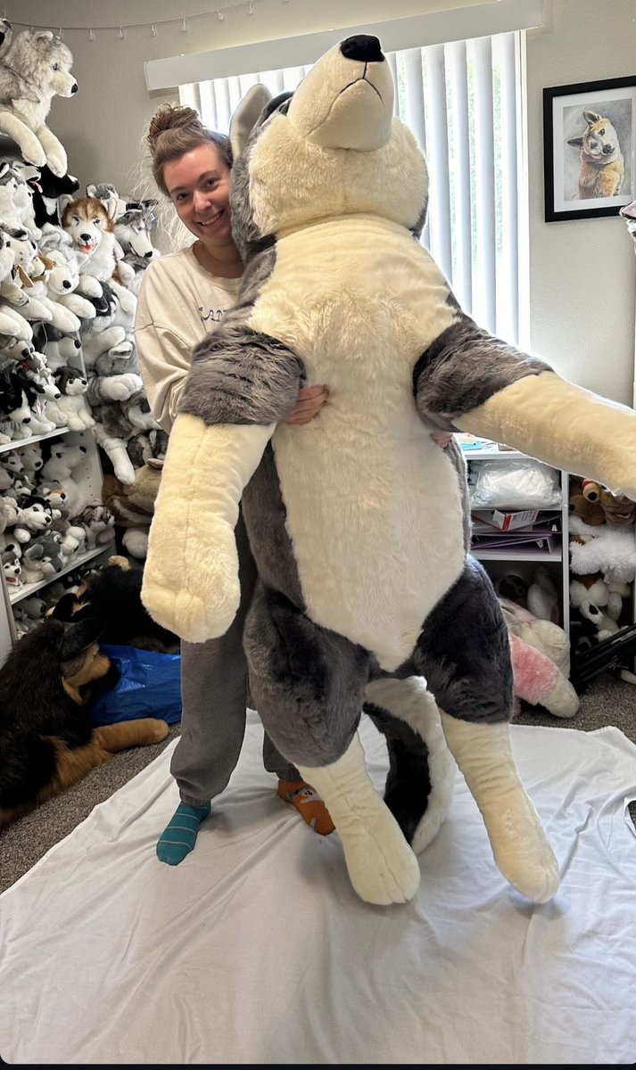 Rocky Husky (@rockyhoosky) on Twitter photo Quil the wolf dog! 72 inches in size by <a href="/primeshibashop/">Prime Shiba</a> Depending on interest, he may be available for preorder! So please like and share! Quil the wolf dog! 72 inches in size by <a href="/primeshibashop/">Prime Shiba</a> Depending on interest, he may be available for preorder! So please like and share!