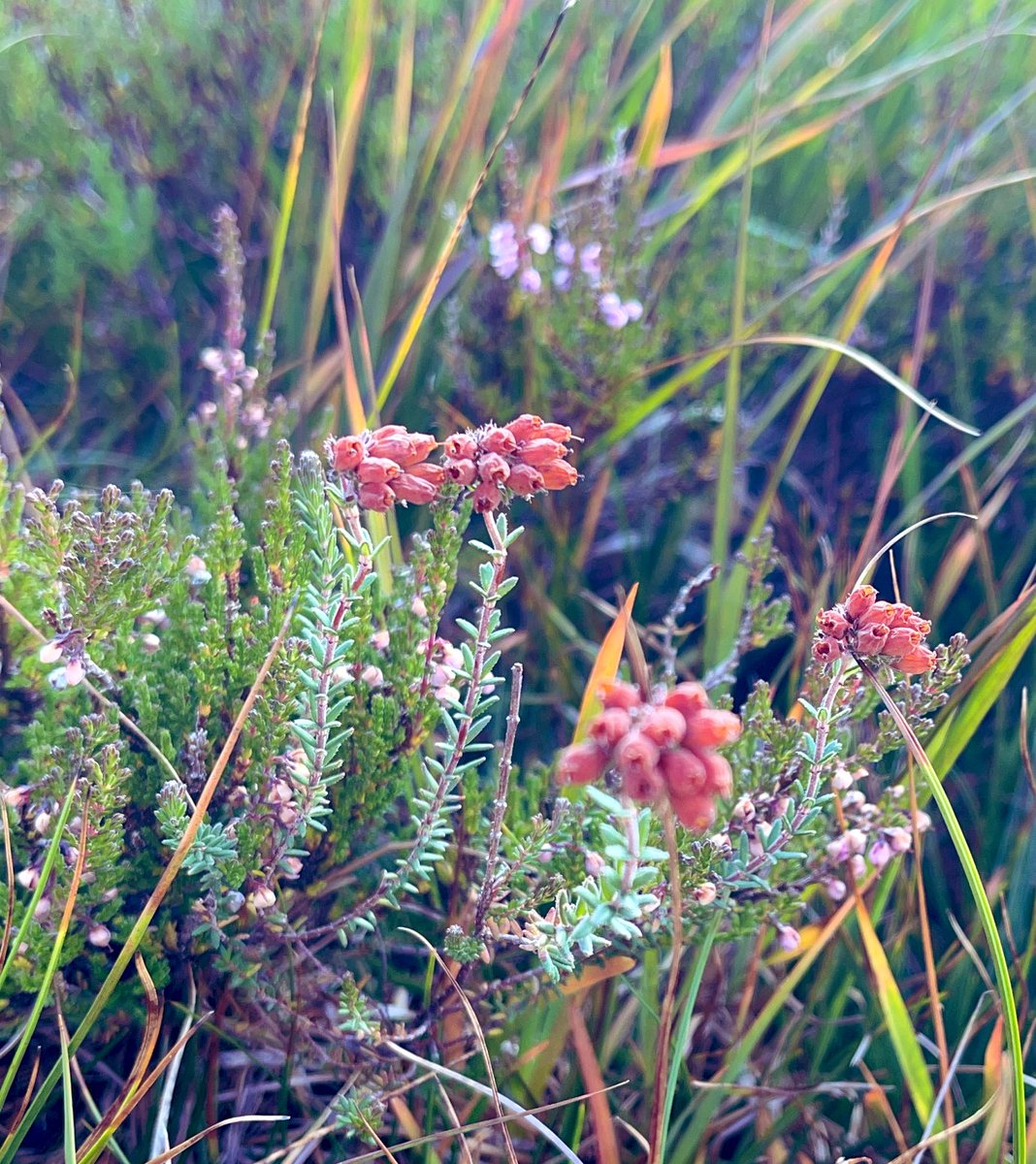 Cross-leaved Heath on the path down from Cairn Gorm. Learning new plants, having moved 620 miles north! #wildflowerhour