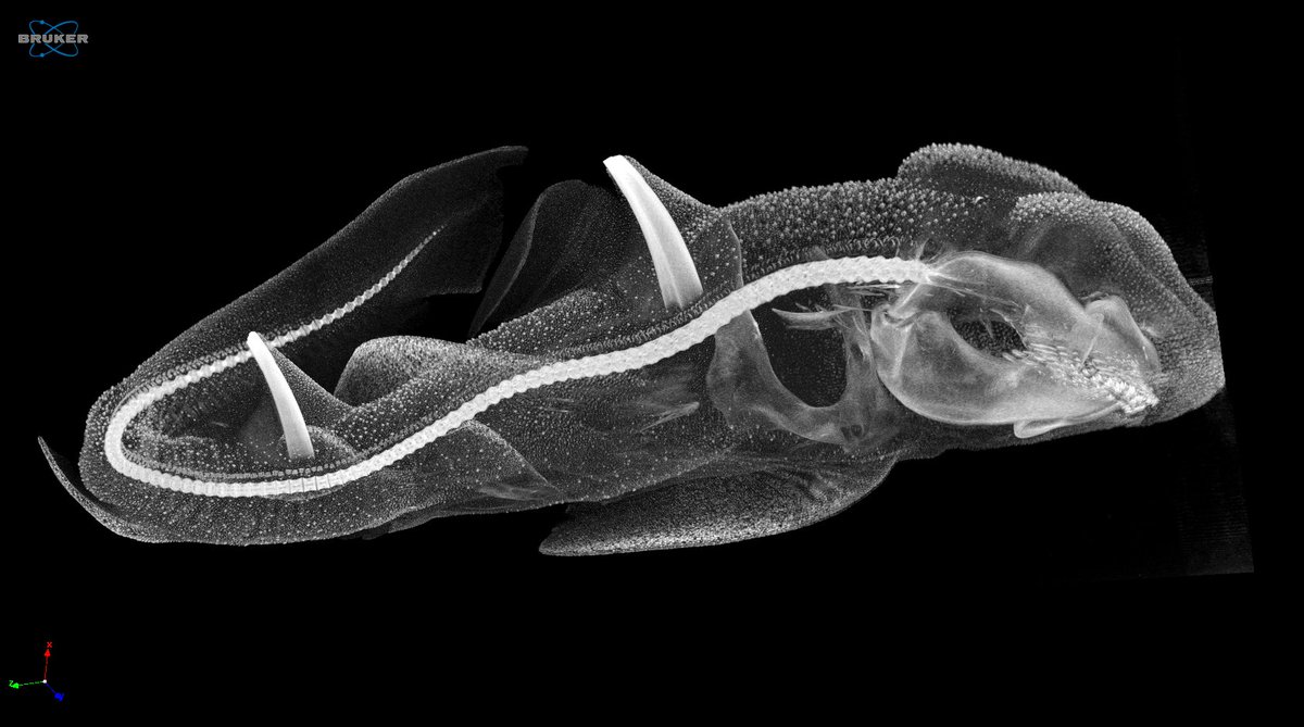 New Bruker CT scanner at Friday Labs likes sharks. 10 min continuous scan, maximum intensity projection in CT Vox, to showcase spine and dorsal fin spines.