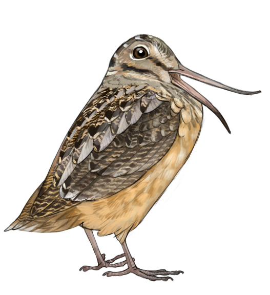 crow_artist's tweet photo. You can hear this drawing... (American Woodcock) https://t.co/KcbdLV5kqt