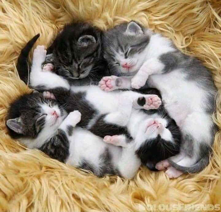 Ｍ. Ｔ (@aveirjapan) on Twitter photo 