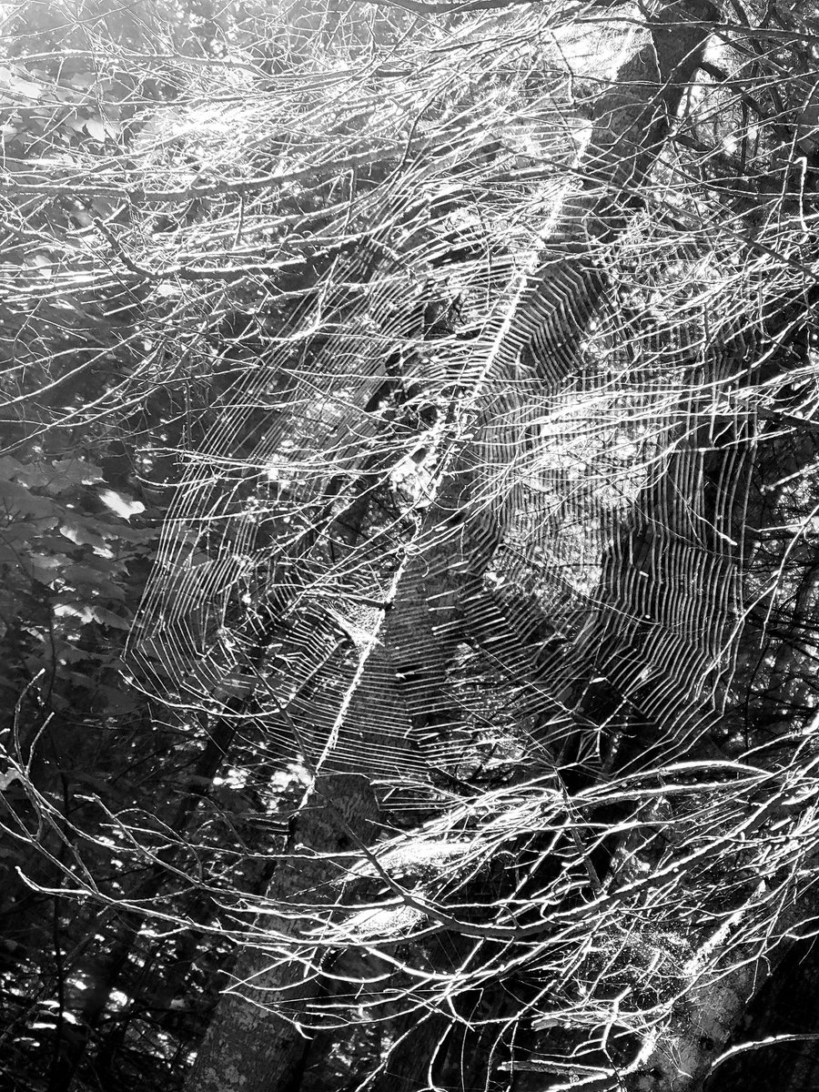 Mother nature is a mad scientist. #spiderweb #nature