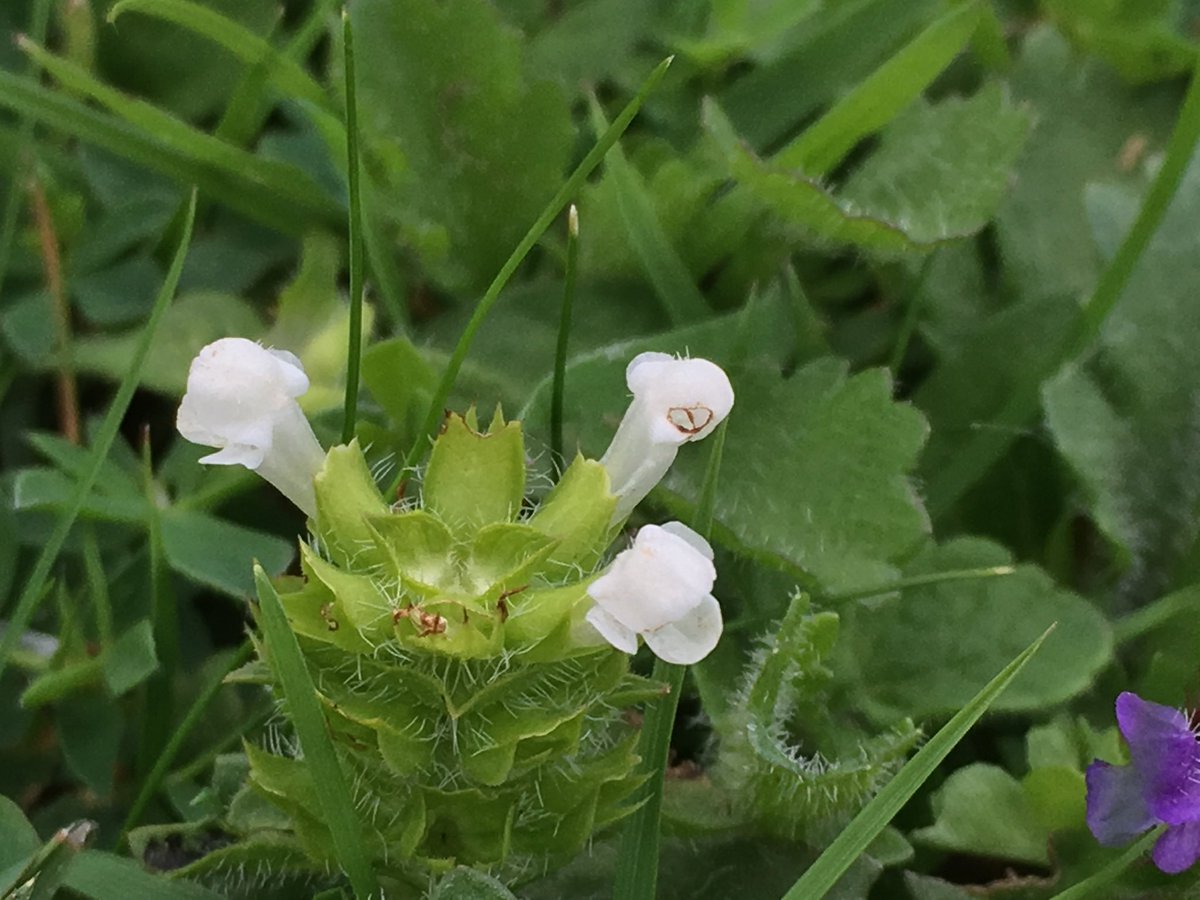 SimonOntheverge's tweet photo. Oops! a bit late as I was driving home but for #Wildflowerhour  #WhiteForm  White Musk Mallow and White Self-heal https://t.co/CdRDcXYqo4
