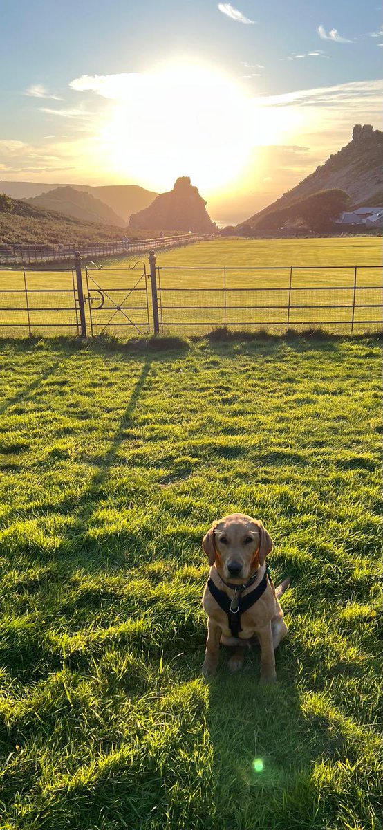 ClubLynton's tweet photo. This was yesterday’s picture to
commemorate Piper’s first day at cricket.
He returned today and in another slightly naughty first, he managed to pinch his first slice of cake from a cricket tea!
#DogsatCricket https://t.co/zfIr2vodHP