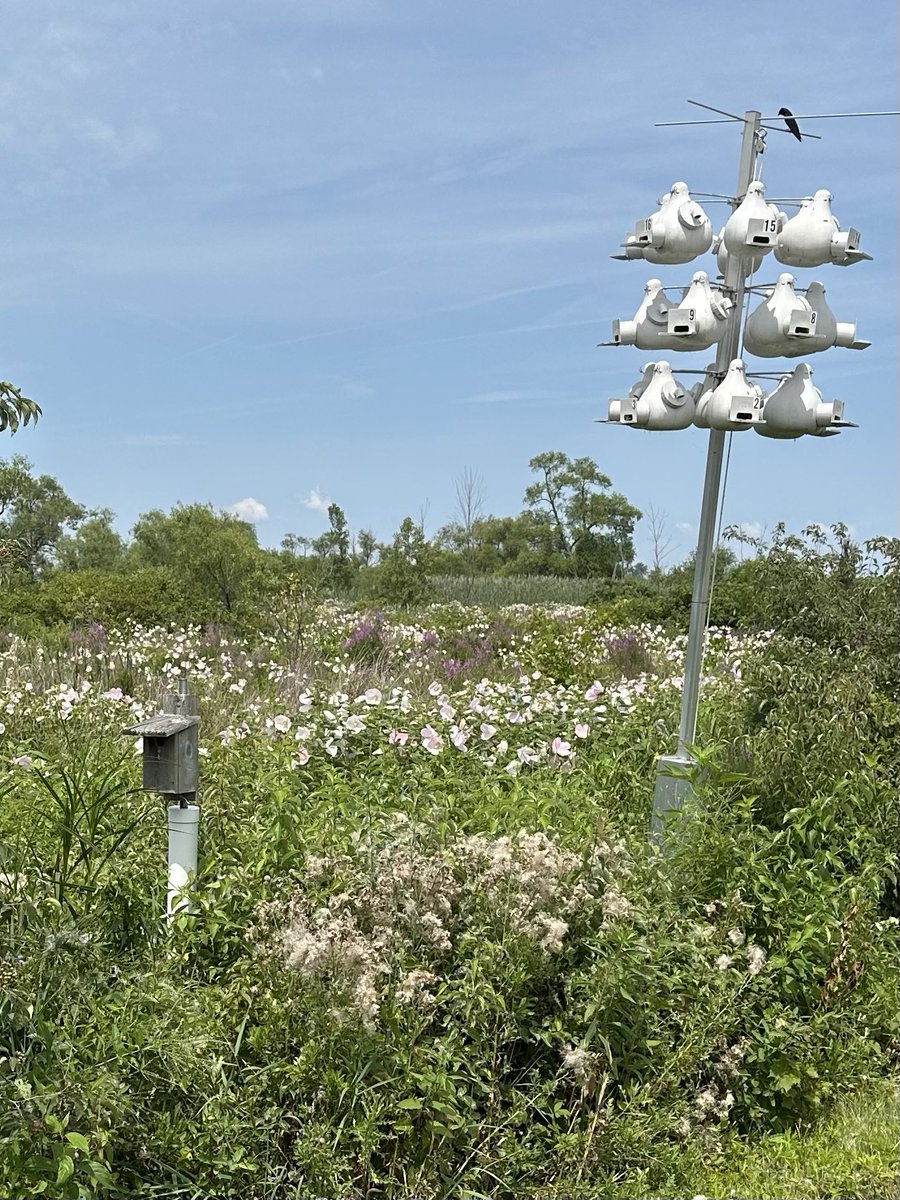Trailwalker13's tweet image. Nesting gourds for the Purple Martin were used by Native Americans for thousands of years to attract these beneficial swallows who consume up to 2,000 flying insects a day.This knowledge is still is use today.
#AlphabetChallenge #WeekKforKnowledge