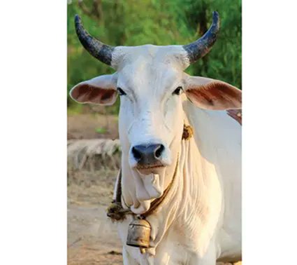 arunachaltimes_'s tweet image. (Dictating tribal kitchens)
#MondayMusing
@sangnoamar The Arunachal Times - arunachaltimes.in/index.php/2024…