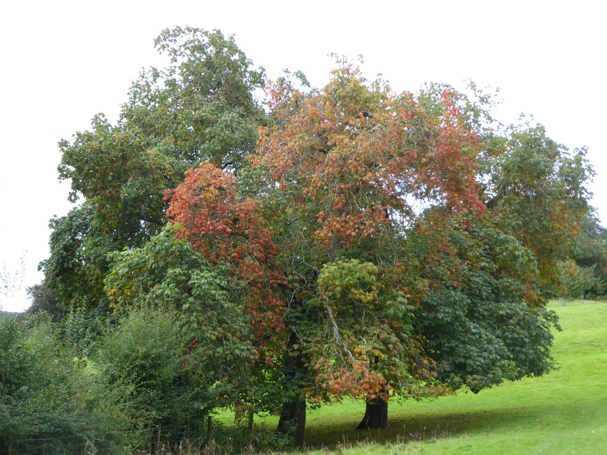 Somehow managed to dodge the rain experienced by others for a fine walk using <a href="/DalesBus/">DalesBus</a> <a href="/Reliancebus/">Reliance Buses</a> 825 (York-Richmond) outwards &amp; 875 (York-Hawes) return. Here are some spring-like flowers &amp; autumn-like trees around Aysgarth Falls.