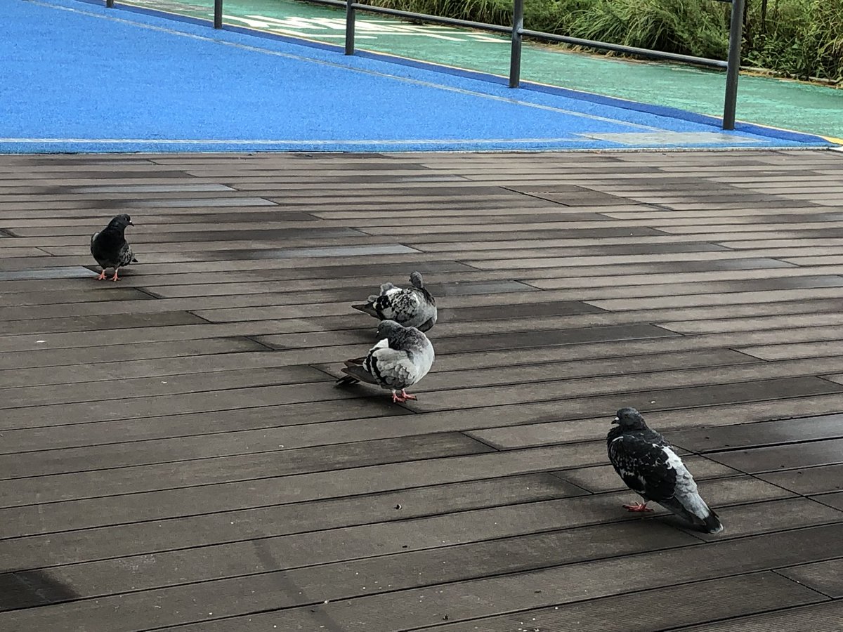 비둘기 가족은 어떤 생각을 하고
있는걸까?