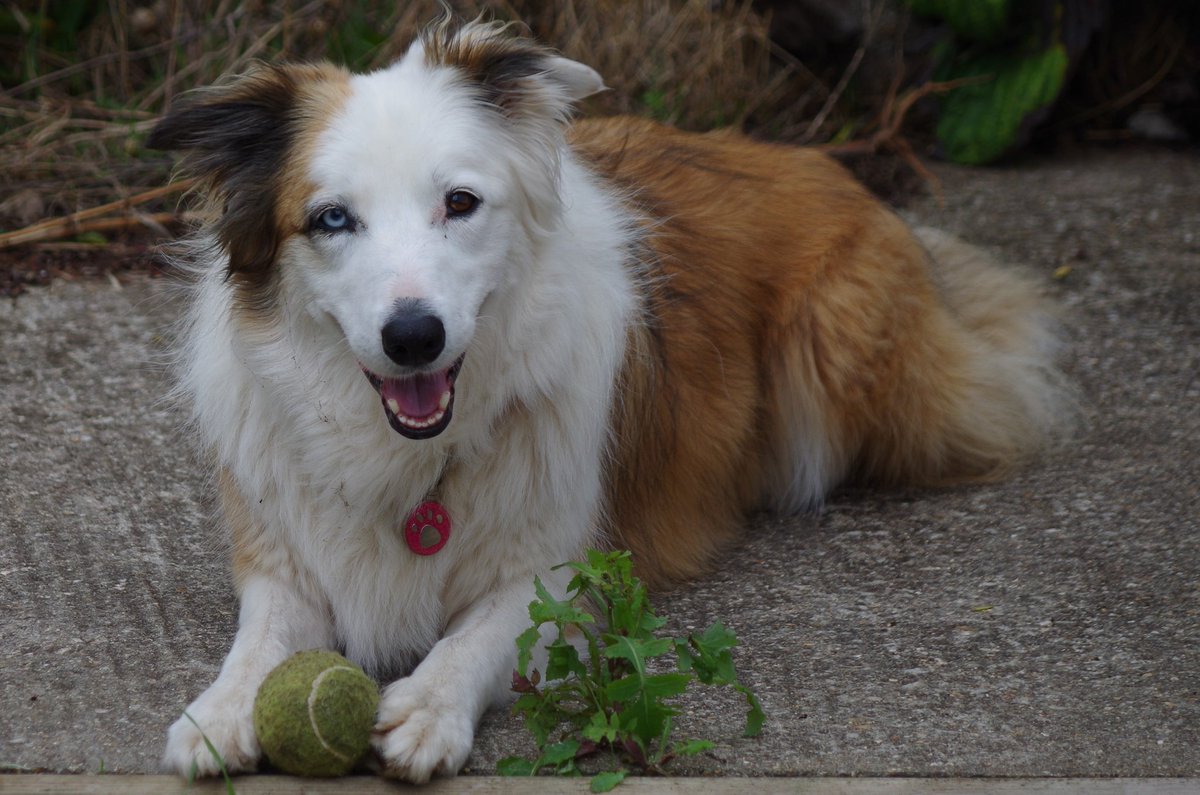 SatLilacs's tweet photo. @Kesthecollie ๐Poppy agrees #ColliesRule๐ค https://t.co/aM7jb2jtGc