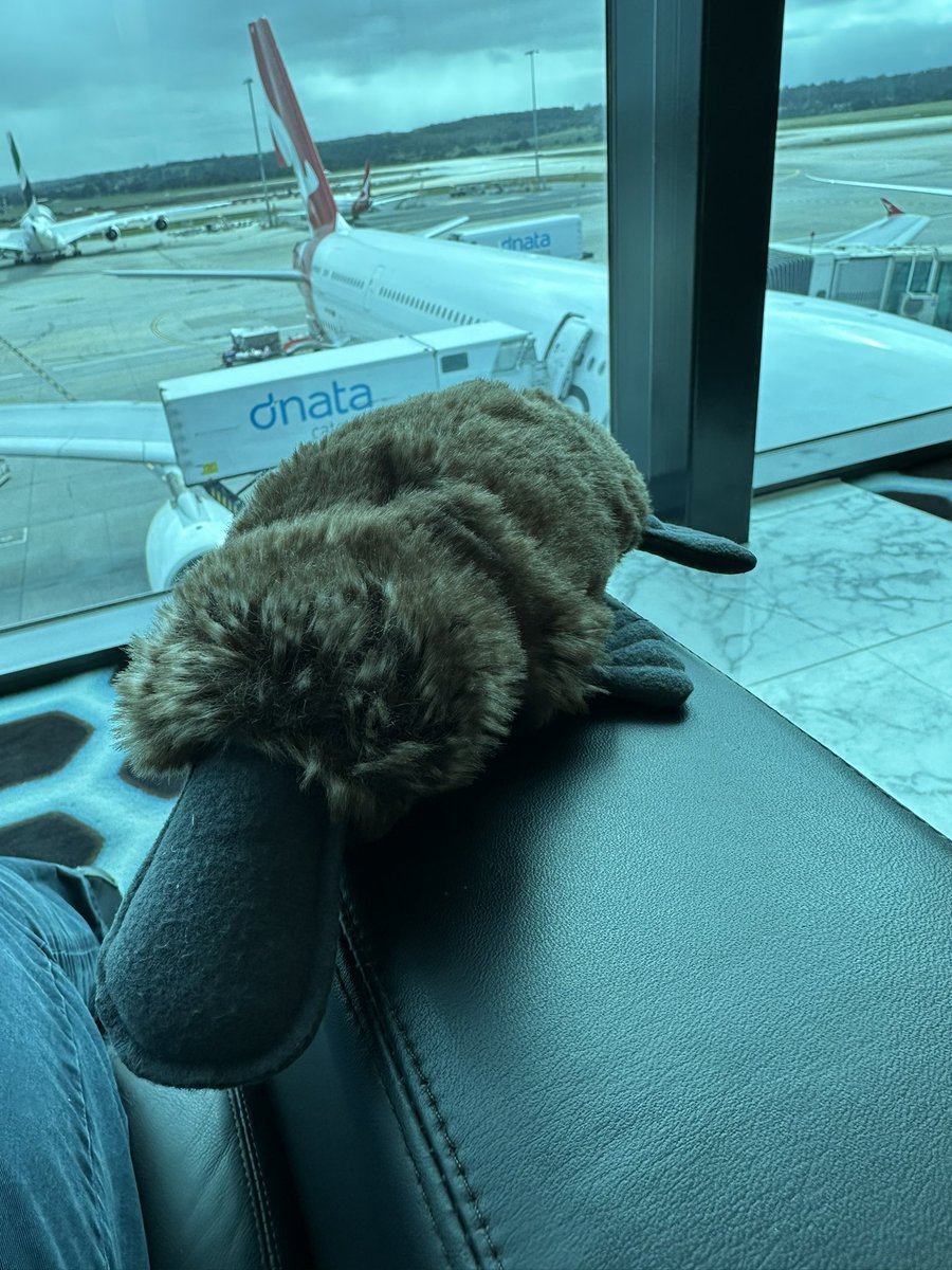 The Platypus is heading to Asia to talk #ProcessSafety and #Leadership Remember to always #FindYourPlatypus #LeadLikeKerin