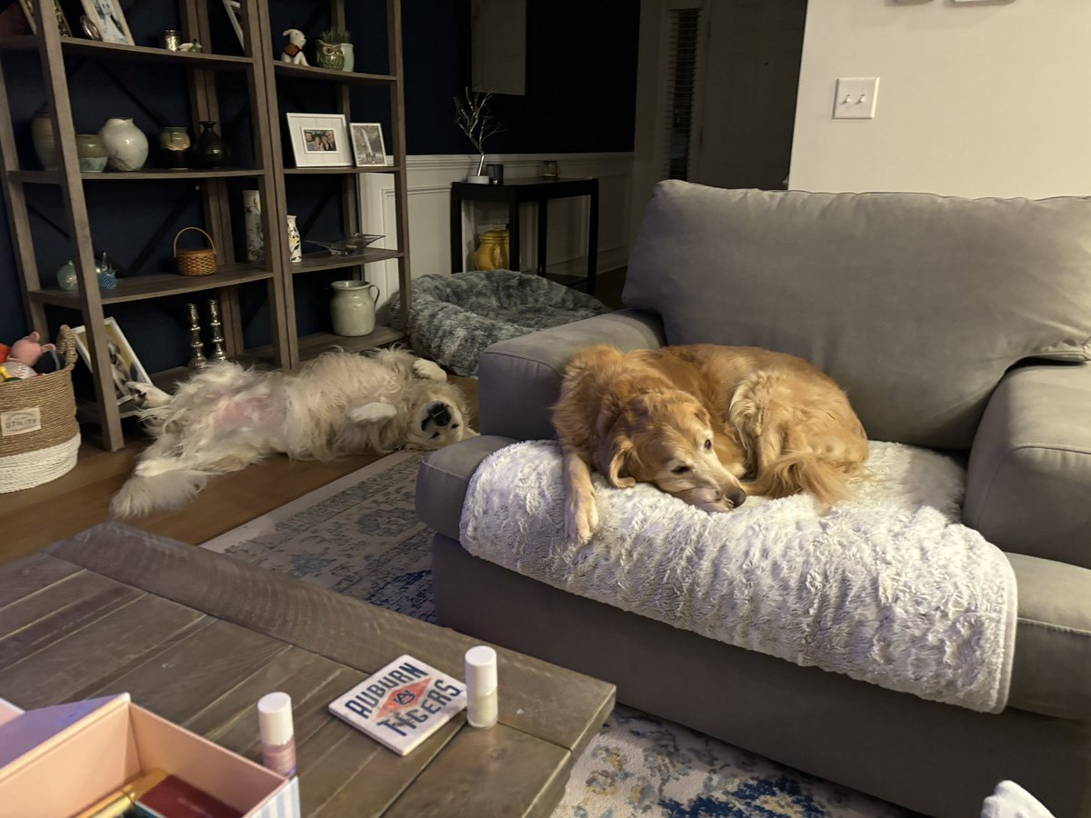 No photo better portrays the personality of these two dogs.