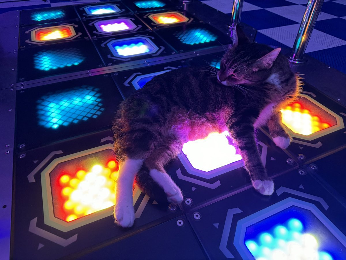 cats on cabs 😻🕹 tweet media