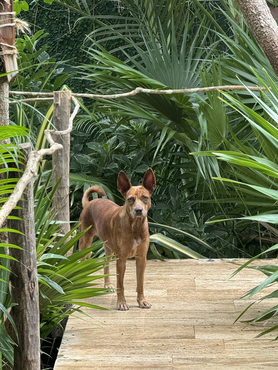 Learning how to code has been the best decision I have made in my life