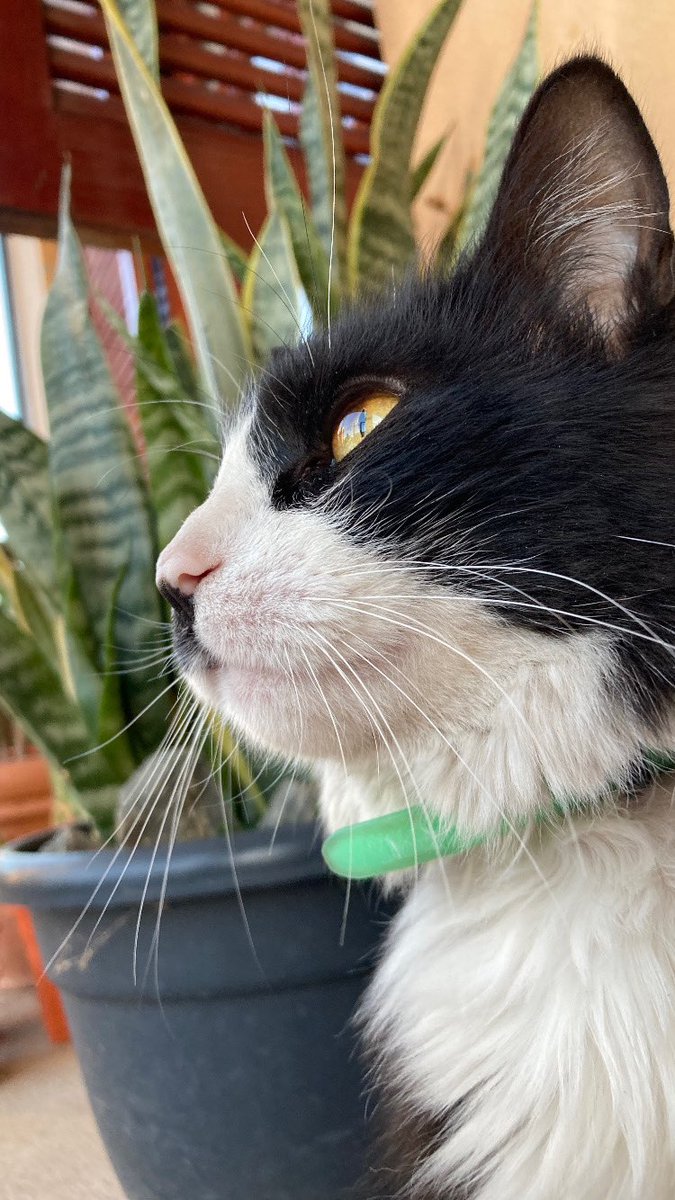 SofiaPeserilli's tweet photo. Tuit de apreciación a la hermosura que tengo de gata, no es posiblemente tanta perfección 🥹😍🤍 https://t.co/lISCe3uG2N