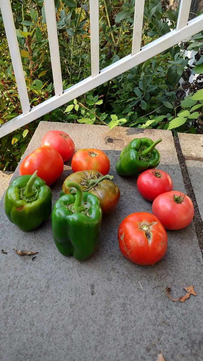 Nancy Bilyeau Author tweet media