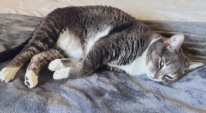 My sleepy cat. https://t.co/MEW5euxJN5<a href="/tag/realloyalfans"class="tags"><span>#realloyalfans</span></a>
