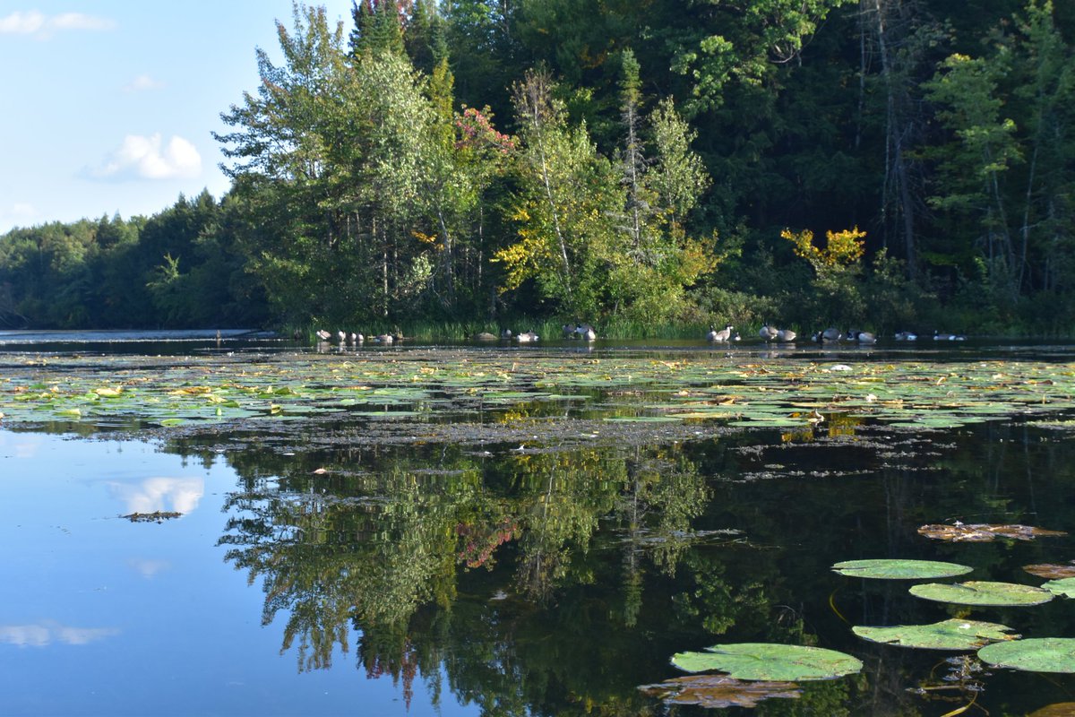 yanneyboy1's tweet photo. Another beautiful sunny day...
Another paddling adventure on the Magog river...
#kayaking #magogriver #enjoytheoutdoors #beonewithnature
@BetterParties @CeriWillott @333mzma @RicardoCalvrio1 @grub12321 @dunlopfirestone @middleverse1 @Mayascribe @stackartist @nascar_oz https://t.co/MWt46eeiUn