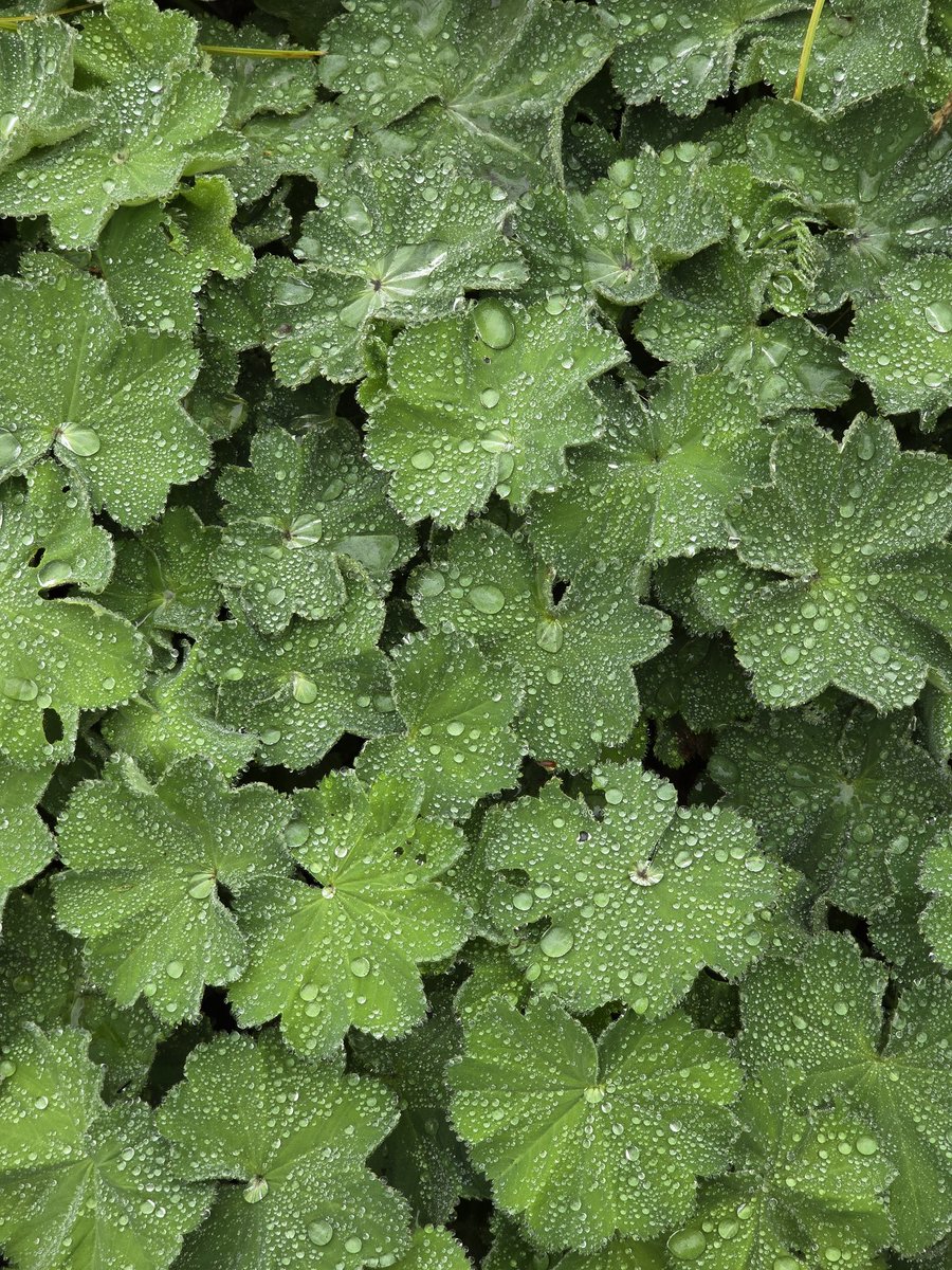 Jardin botanique de Bellevue après la pluie.